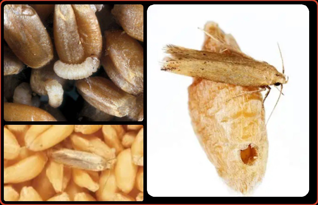 Growthprocess Growthprocess