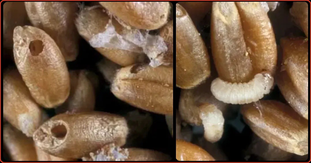 Signs of infringement Signs of infringement